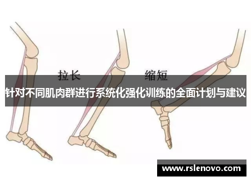 针对不同肌肉群进行系统化强化训练的全面计划与建议